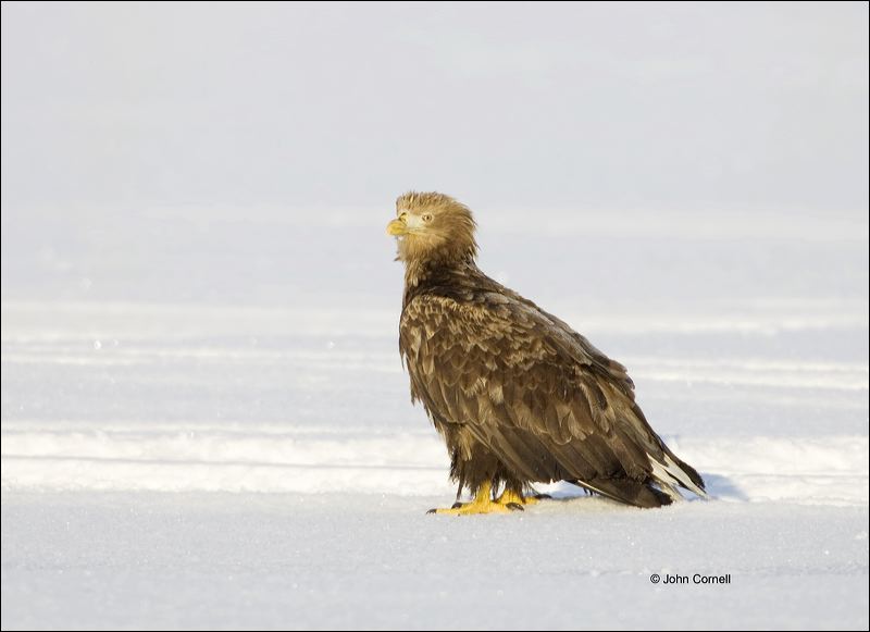 White-tailed Eagle;White-tailed Sea Eagle;Sea Eagle;Haliaeetus albicilla;Japan;behavior;look;looking;watchful;surveying;Birds of Prey;curved beak;hunter;hunters;raptor;raptors;talon;talons;predator;predators;raptorial;Flying bird;action;aloft;flight;fly;flying;soar;wing;winged;wings;one animal;Color Image;Photography;Birds;Animals in the Wild;Flight;Action;Active;in flight;motion;movement;soaring;Pack Ice;Sea of Okhotsk;Eagle;White tailed Eagle;close-up;color image;nobody;photography;day;birds;animals in the wild;Curved Beak;Hunter;Hunters;Predator;Predatory;Talon;Talons;Raptor;Raptors;One animal;Close-up;Color image;Outdoors;Wildlife;Animals in the wild;active;outdoors;Close up;close up;White tailed Sea Eagle;outdoors. Wildlife;flying bird;avifauna;feathered;feathers;wilderness;perch;perching;watch;Jungle Crow;One;bird;feather;outside;untamed;wild;color;color photograph;daytime;watching;Portrait